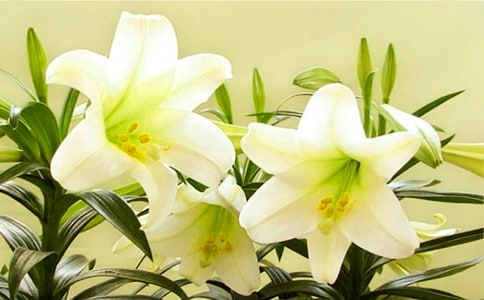 孕妇梦见百合花