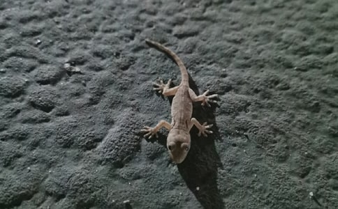 梦见壁虎