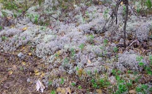 �μ������ر��