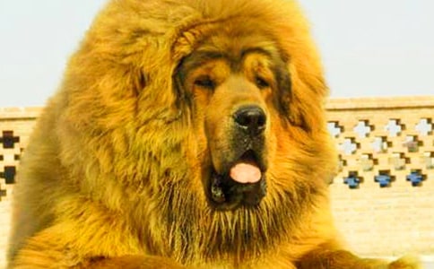 梦见被藏獒追