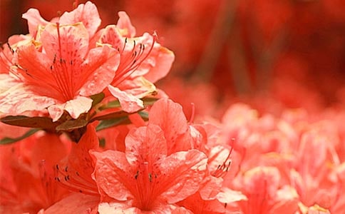 梦见杜鹃花送给别人
