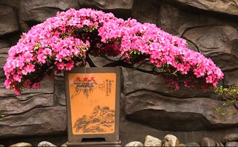 梦见送杜鹃花给别人