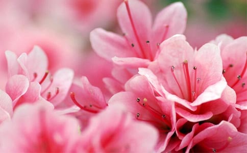 梦见杜鹃花