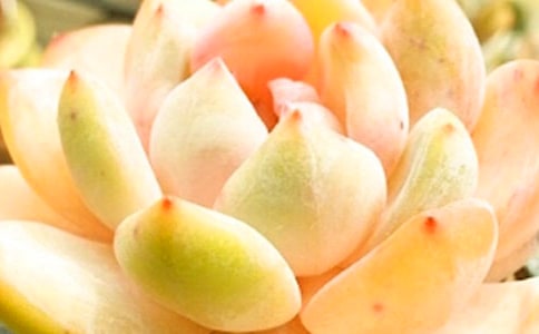�μ��ܶ���