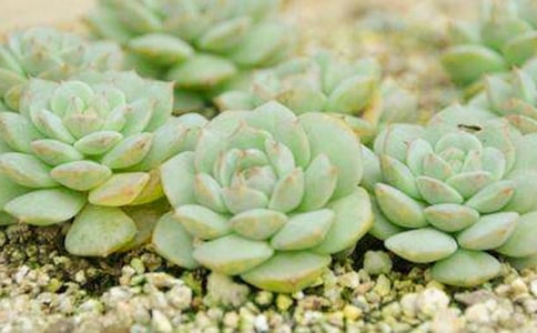 梦见桌子上好多肉菜