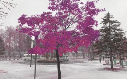梦见暴风雪