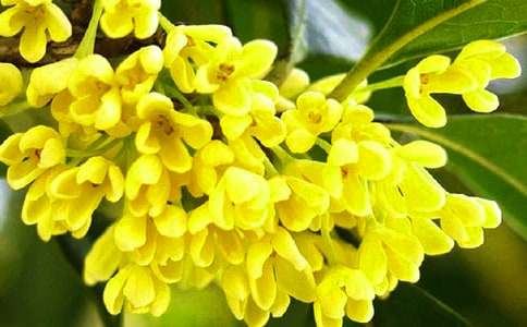 孕妇梦见桂花树