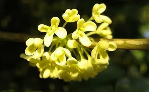 坐月子能吃桂花糕吗
