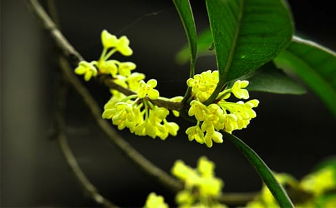 梦见桂花