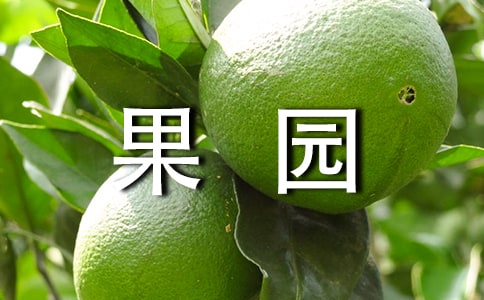 梦见果园满树的梨