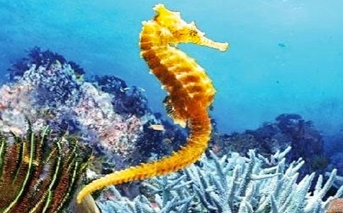 梦见吃海马