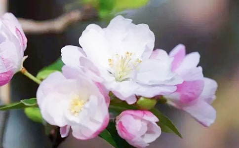 梦见摘海棠果(热)