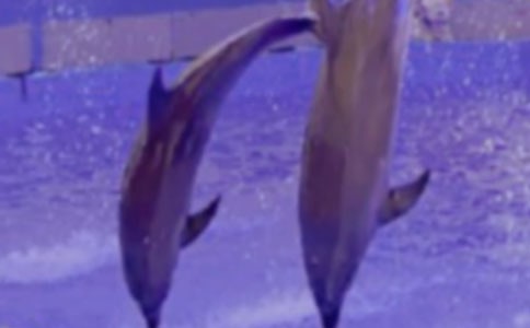 ��Ȥ���뺣��һ����̥��