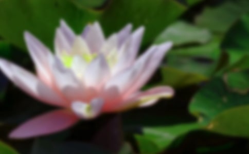 梦见荷花仙子