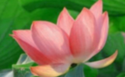 梦见荷花