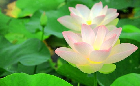 梦见荷花开了