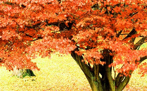 �μ����ϵĺ�Ҷ