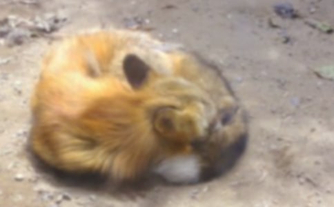 梦见狐狸在窗外