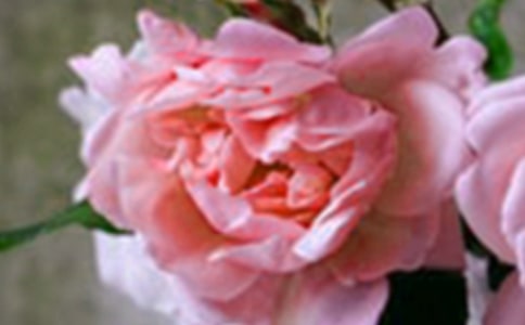 梦见花、花朵