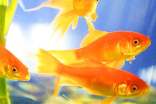 梦见家里好多金鱼