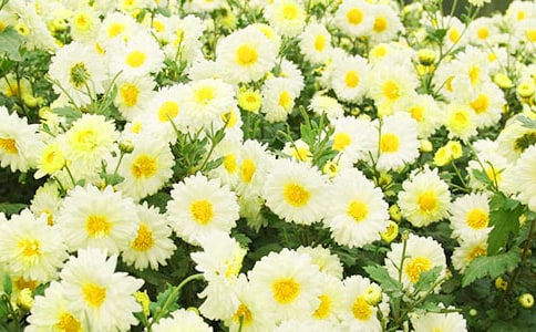 梦见好多菊花