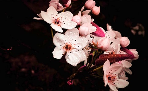 梦见梨花开满树