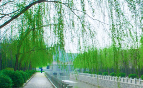 梦见柳树
