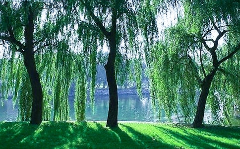小柳树和小枣树