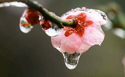 梦见扑克牌梅花