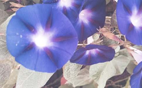 梦见牵牛花