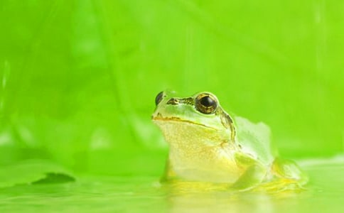 �μ���ҧ����