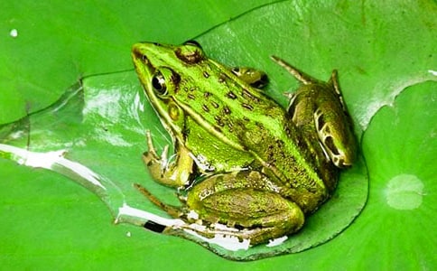 梦见红背青蛙