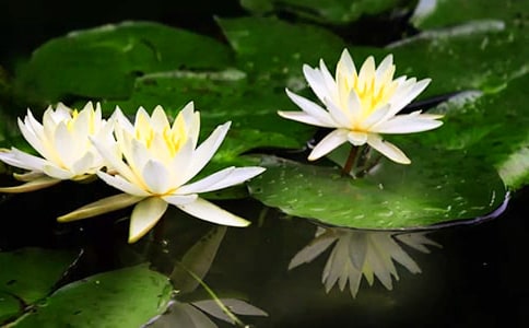 梦见睡莲在河里漂着