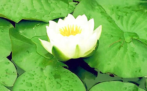 梦见睡莲种子