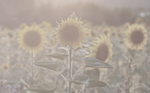 梦见太阳花