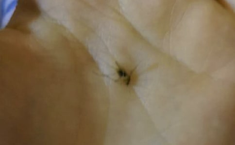 梦见蚊子嗡嗡飞行