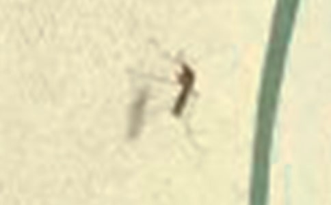 梦见蚊子咬我