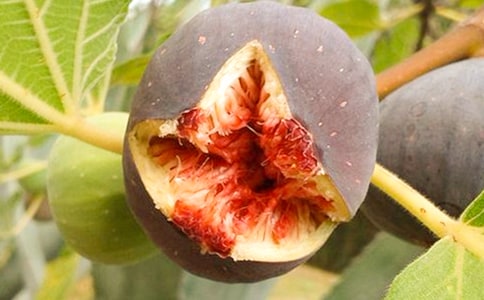 �μ����˳��޻���
