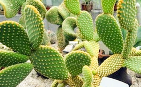 �μ������ƶ���