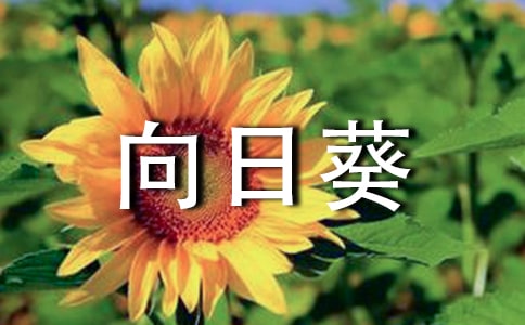 孕妇梦见向日葵(必备)