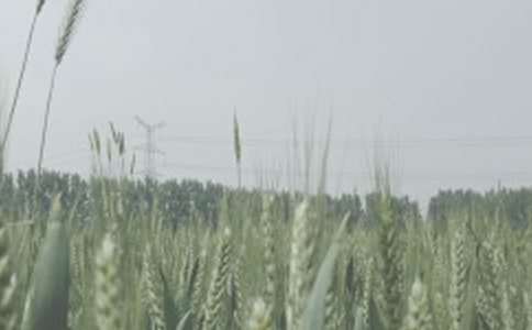 梦见小麦