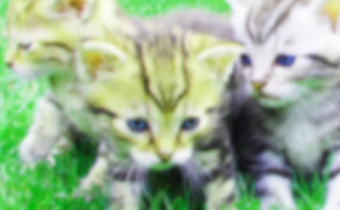 梦见喂小猫