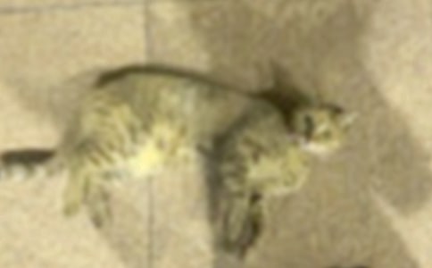 梦见小猫死了