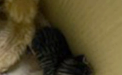 �μ�Сèץ���Լ����ֲ���