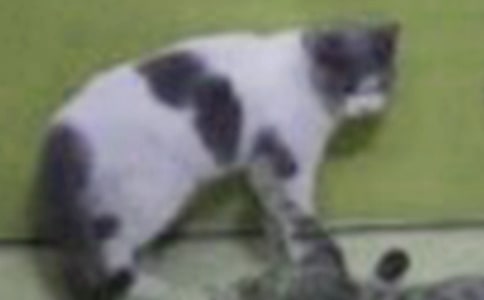 梦见小猫惨死