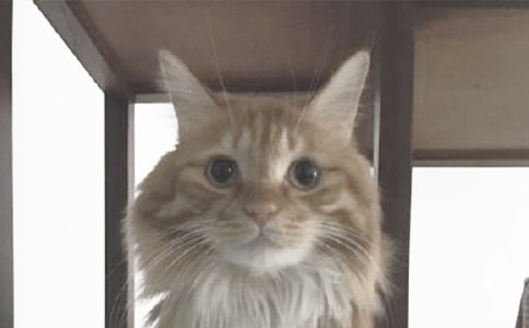 梦见猫生了一窝小猫