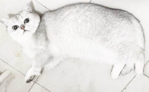 梦见小猫嘲我笑
