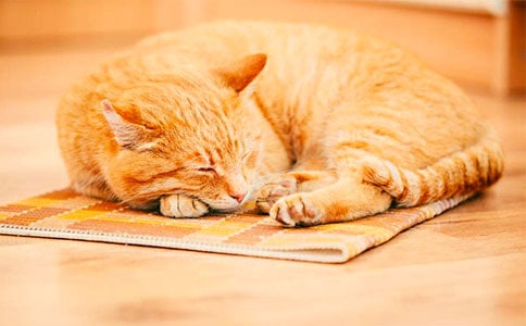 梦见白色的小猫