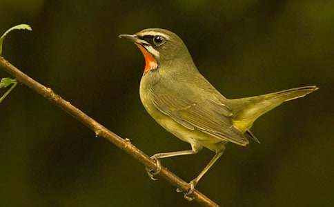 �μ�Ư����С��