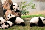 梦见养大熊猫